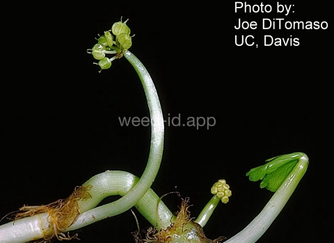 pennywort, floating